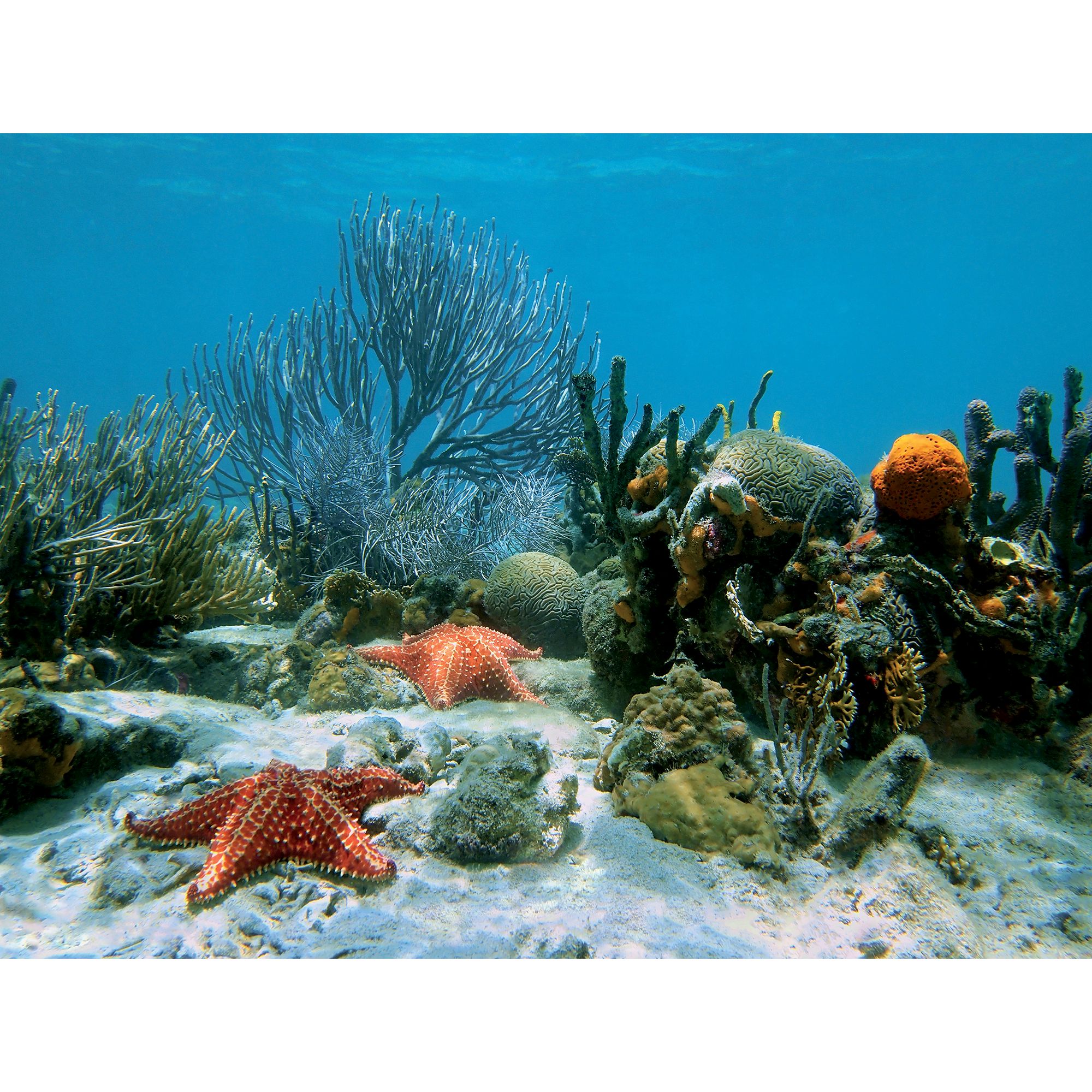 coral in freshwater tank