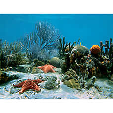Unduh 560 Background Aquarium Cost HD Gratis