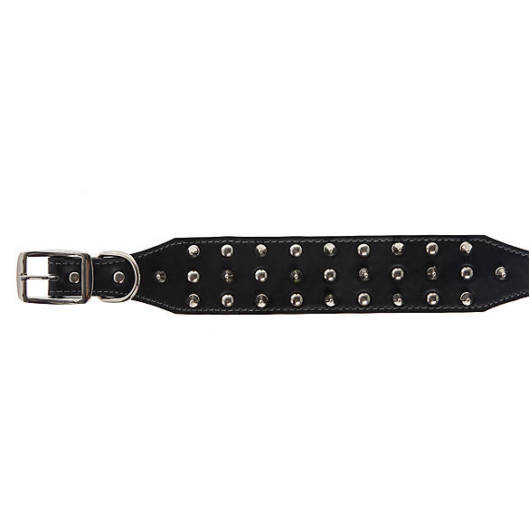 Top Paw® Leather Spike Dog Collar | dog Collars | PetSmart
