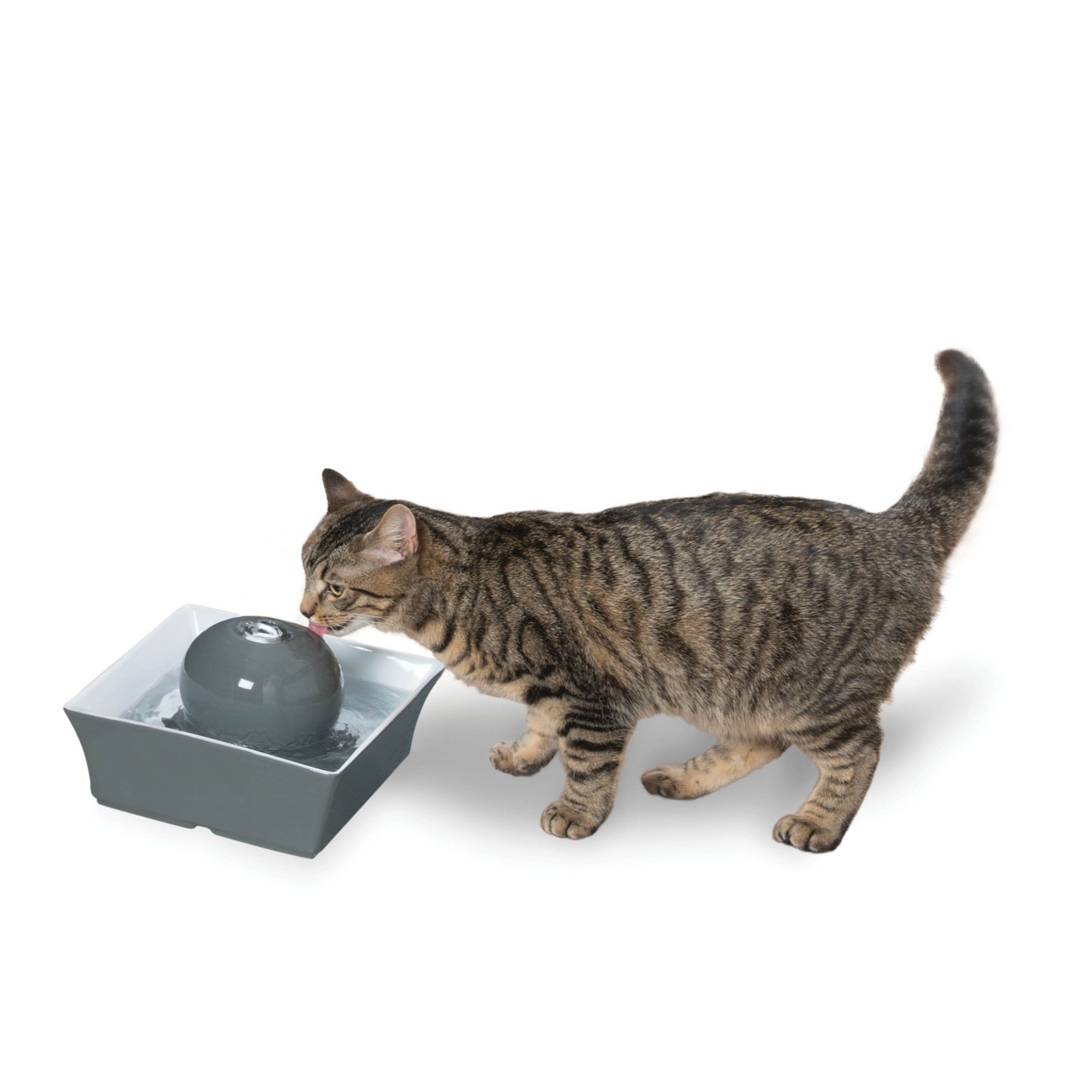 Cat fountain canada best sale