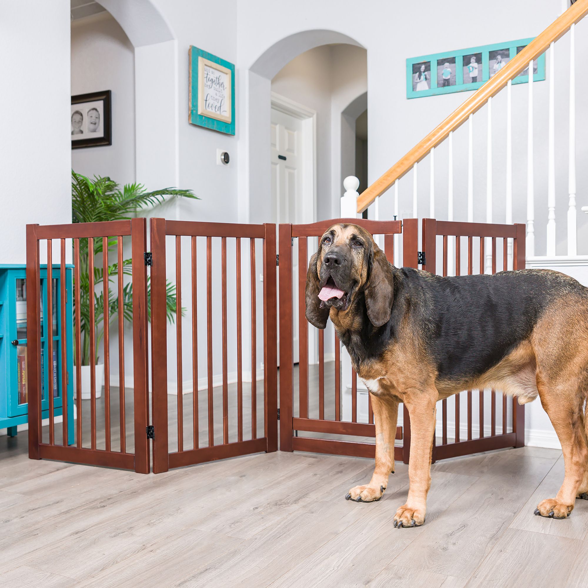 50 inch dog gate best sale