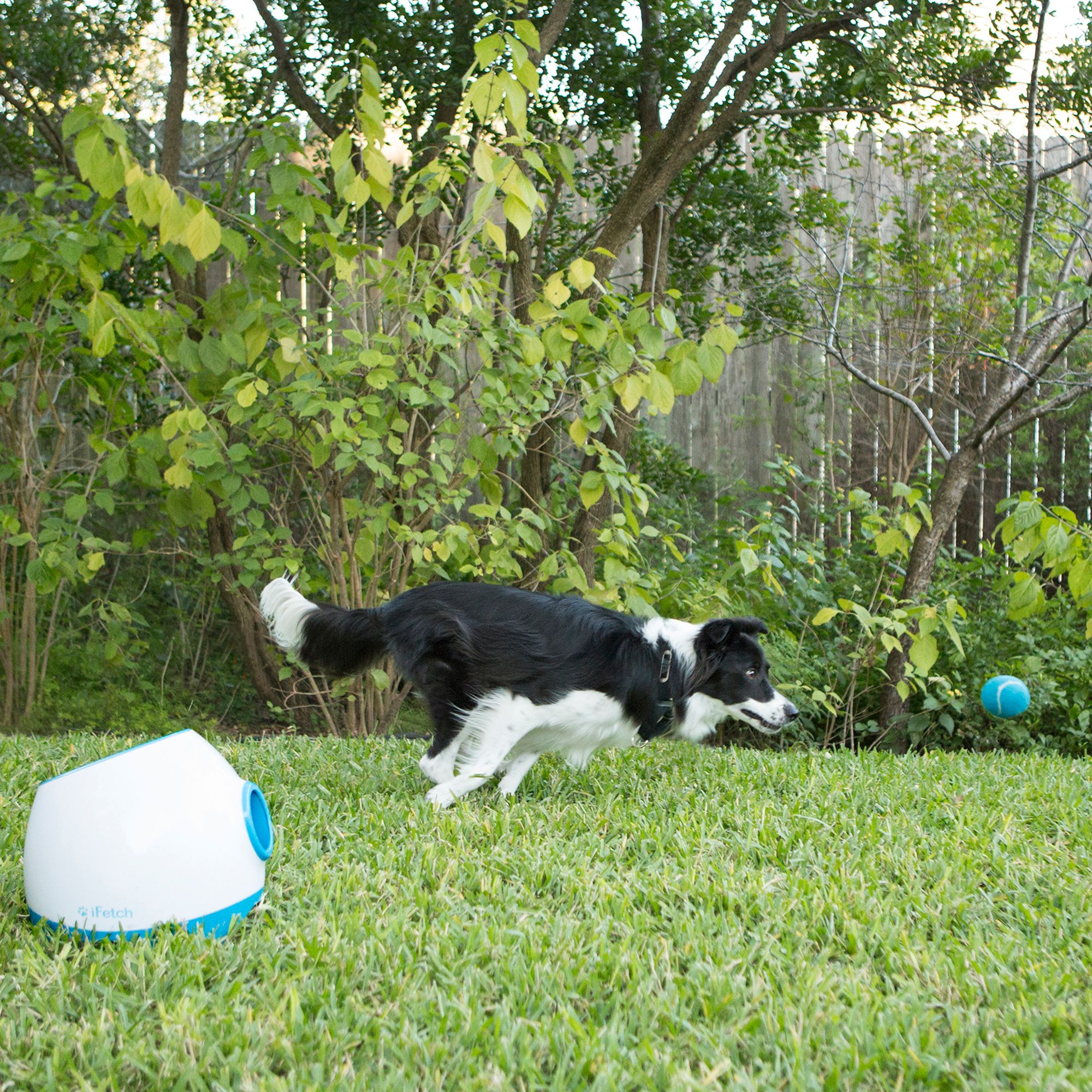 automatic ball launcher for large dogs