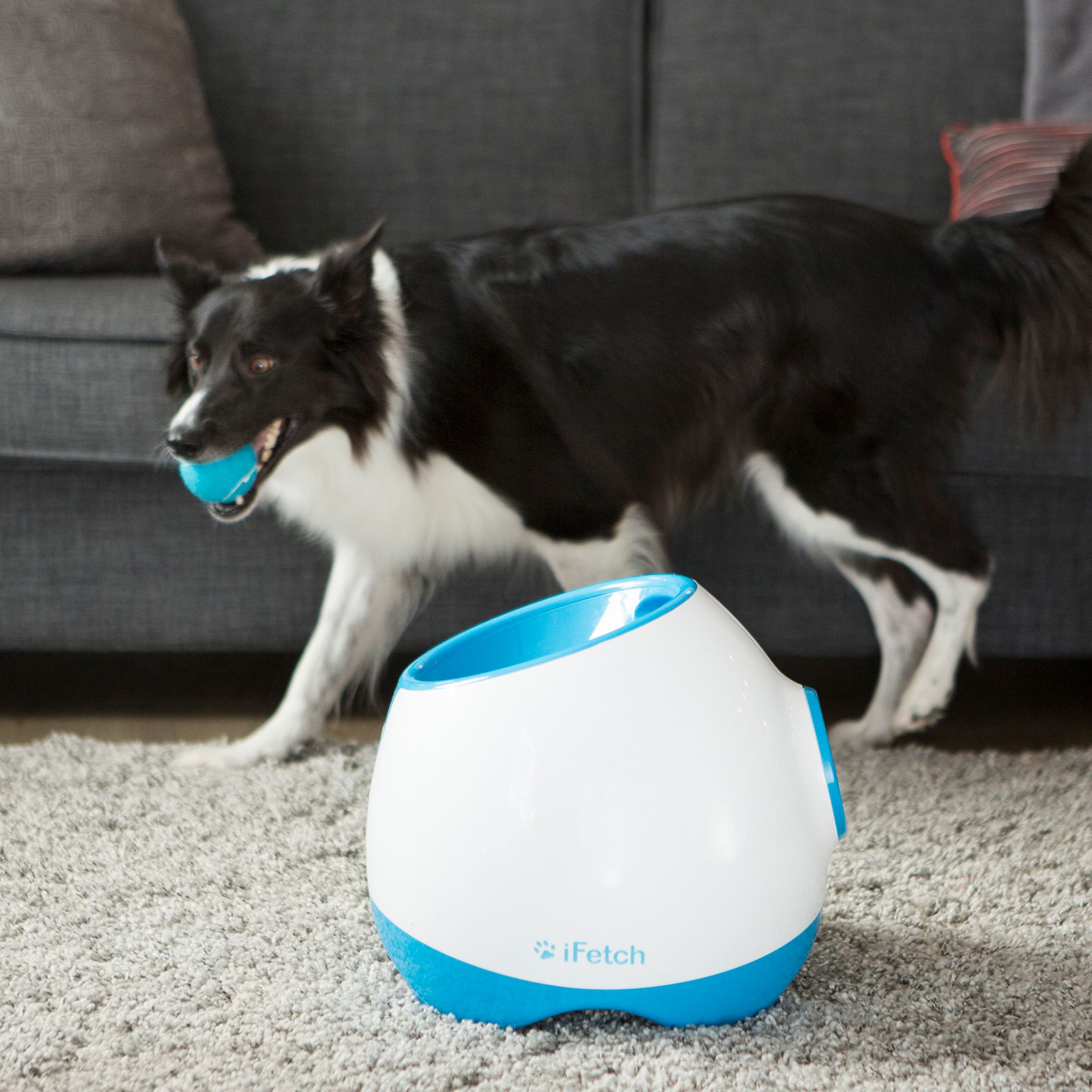 ifetch interactive dog ball launcher