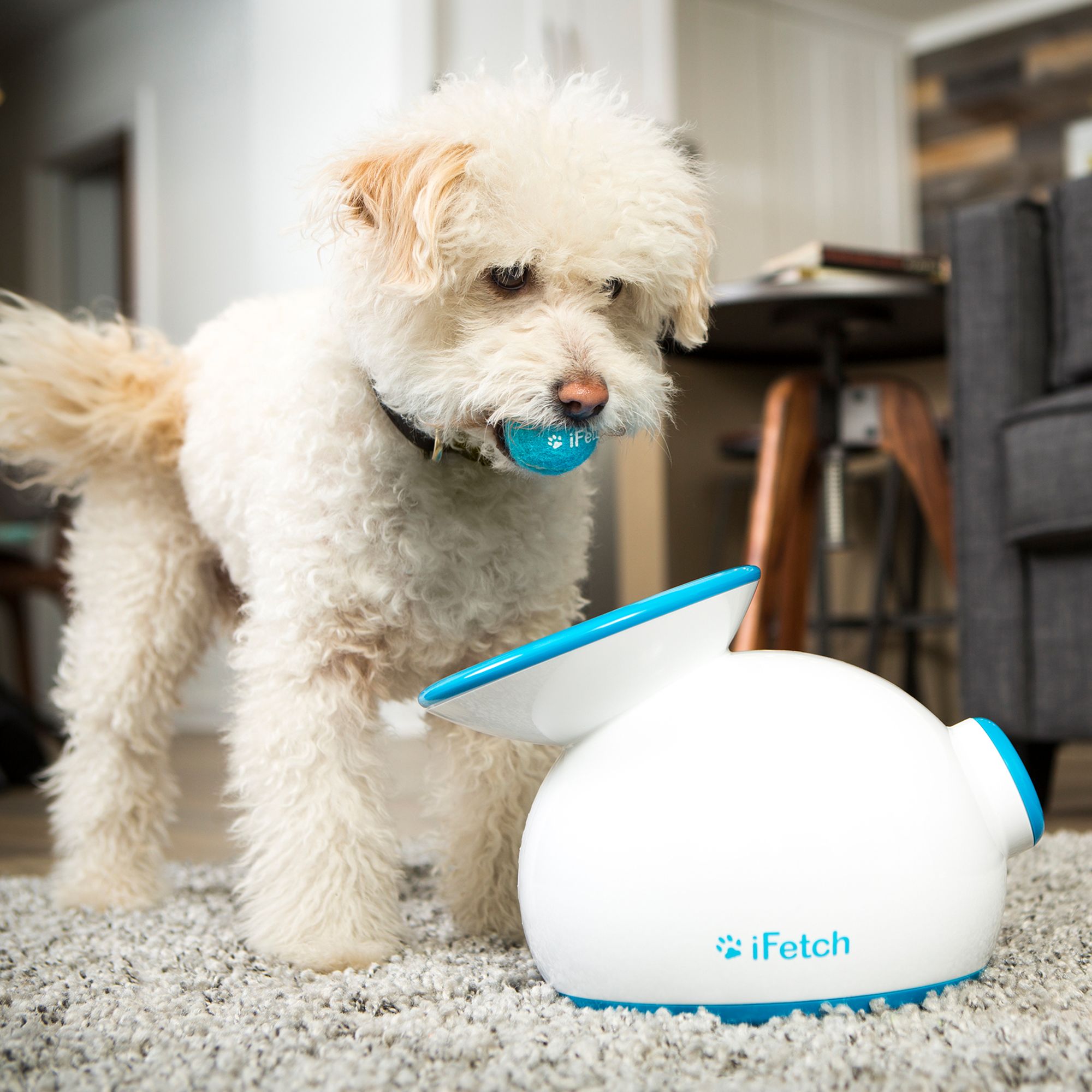 ifetch interactive dog ball launcher