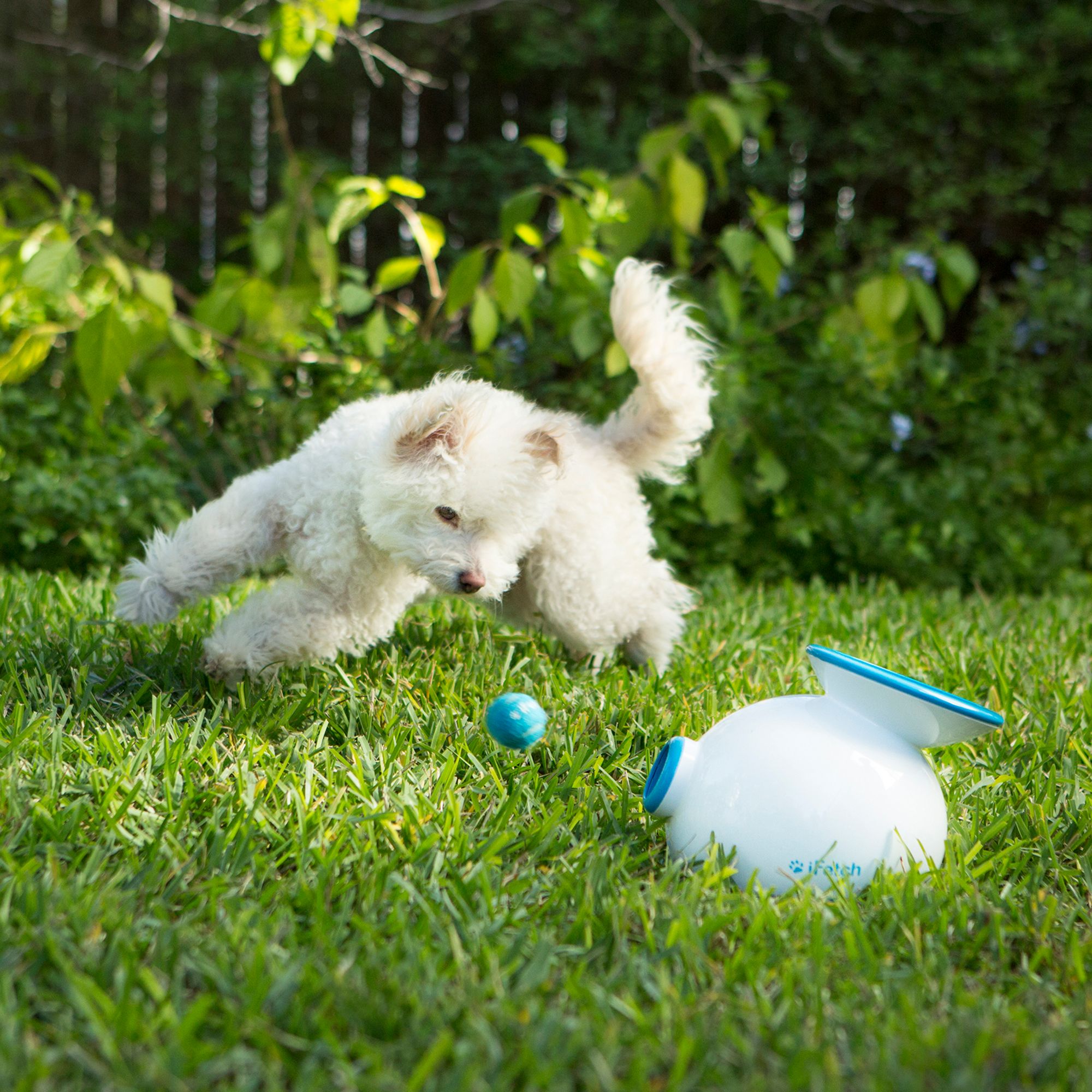 ifetch interactive dog ball launcher