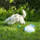 Product iFetch Interactive Ball Launcher Small Dog Toy