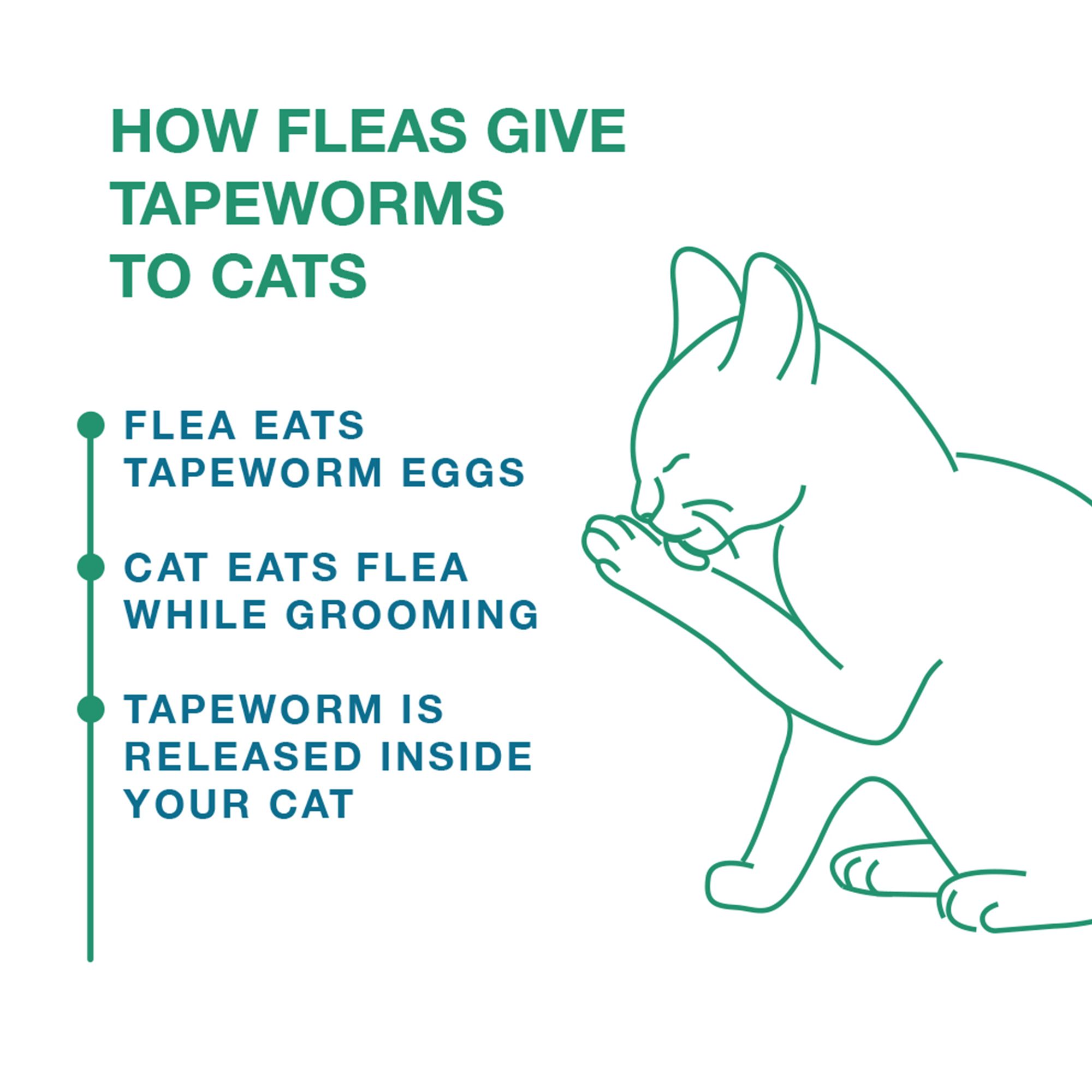 bayer tapeworm medicine for cats