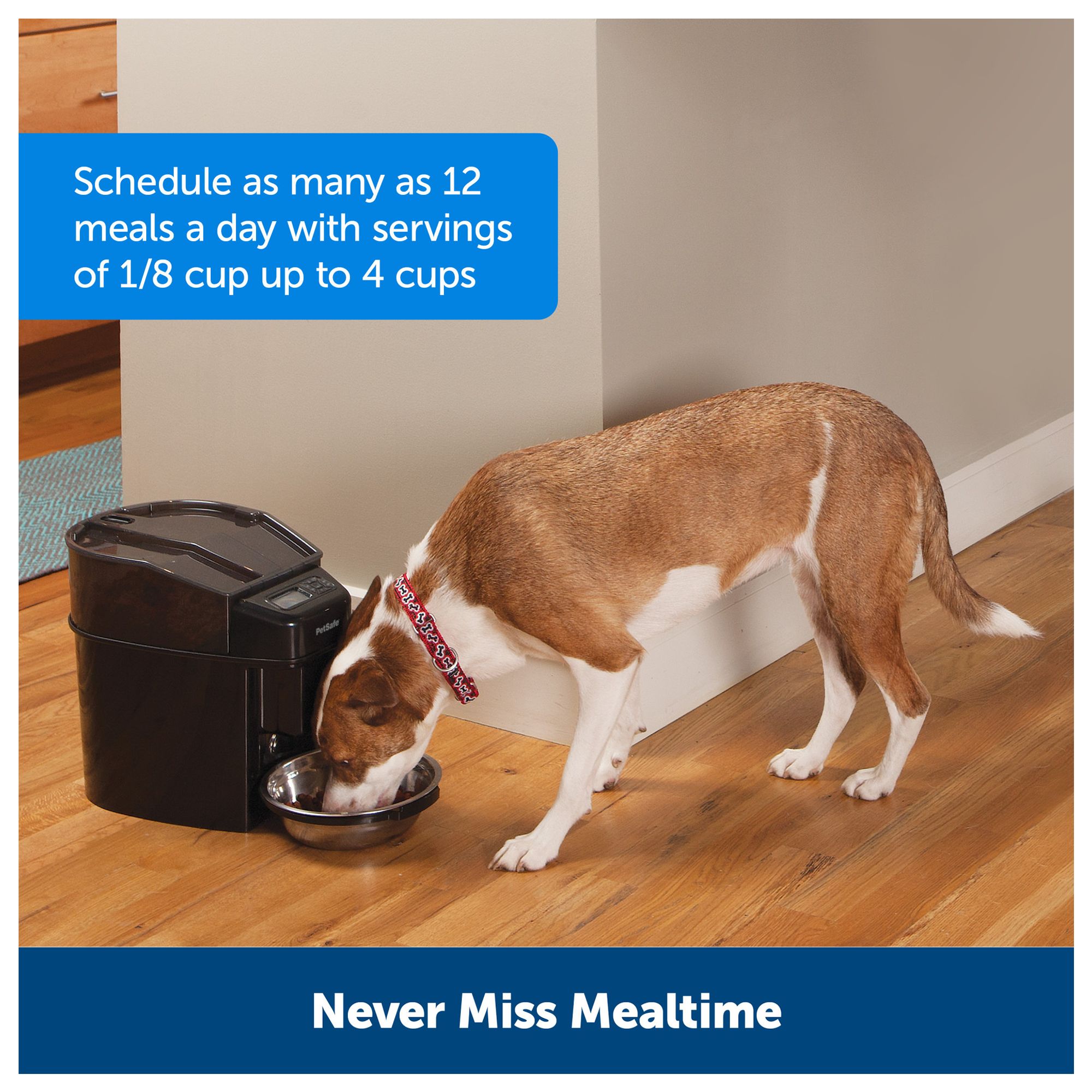 timed dog feeder petsmart