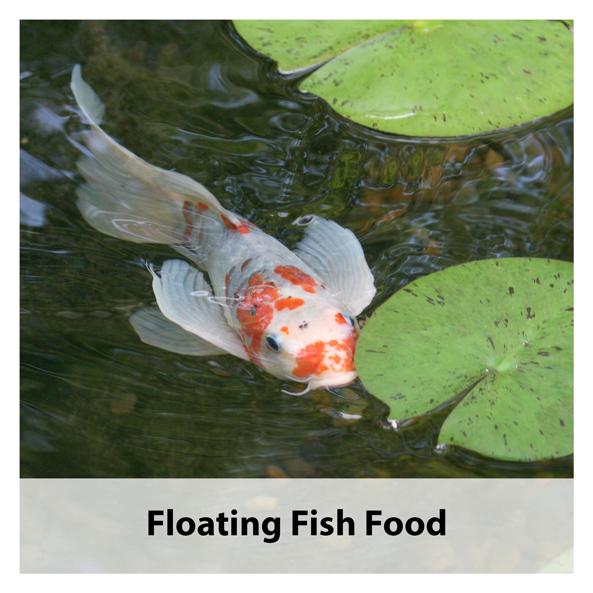 KAYTEE® Koi Choice Formula for Pond Fish - thumbnail 5