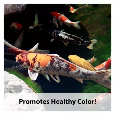 Product KAYTEE® Koi Choice Formula