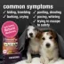 HomeoPet® Anxiety Relief Small Pet Stress Support Supplement image thumbnail 3