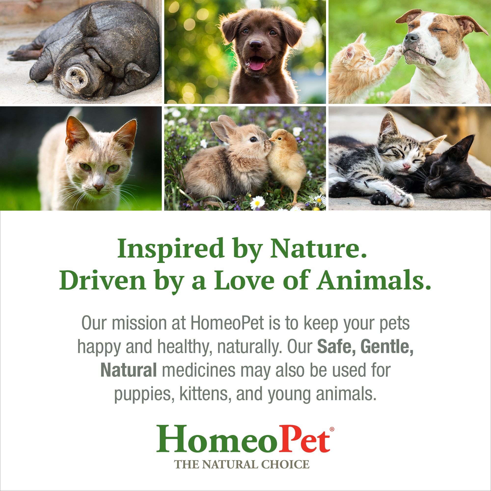 HomeoPet® Cough Relief - thumbnail 7