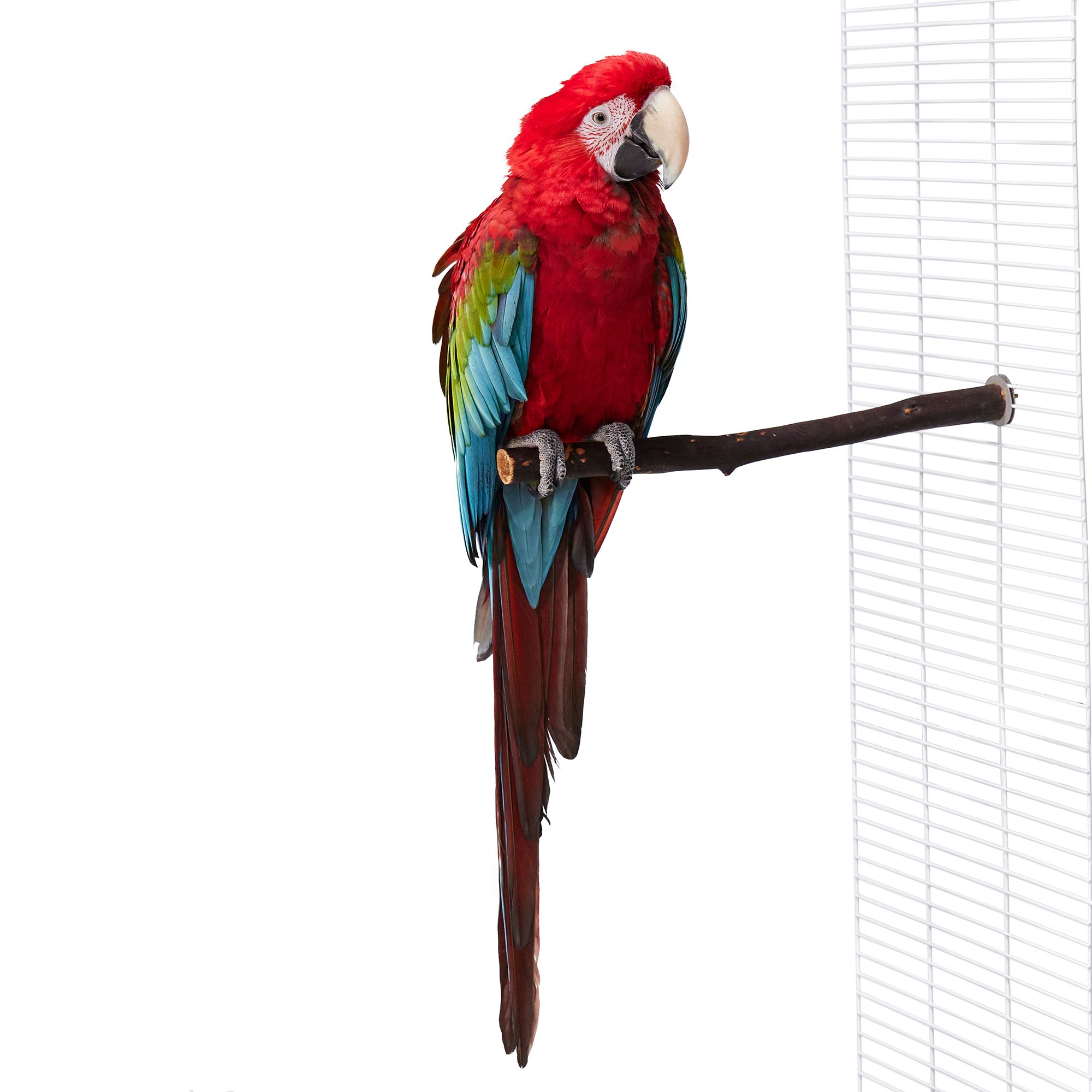 All Living Things® Manzanita Bird Perch