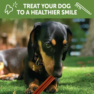 Product WHIMZEES Stix Dental Dog Treat - Natural, 1 Count