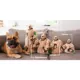 Product Outward Hound® Hide-a-Squirrel Puzzle Dog Toy - Plush, Squeaker
