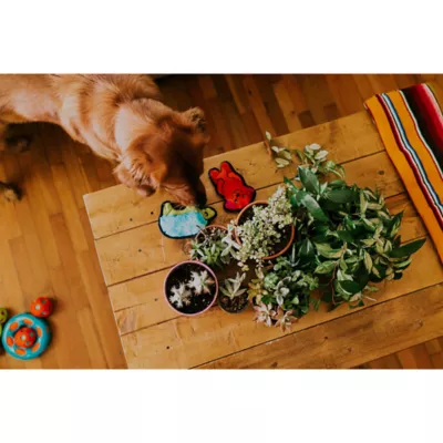 Product Outward Hound® Durablez Mini Dog Toy - Squeaker