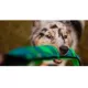 Product Outward Hound® Durablez Snake Dog Toy - Squeaker