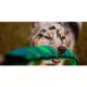Product Outward Hound® Durablez Snake Dog Toy - Squeaker
