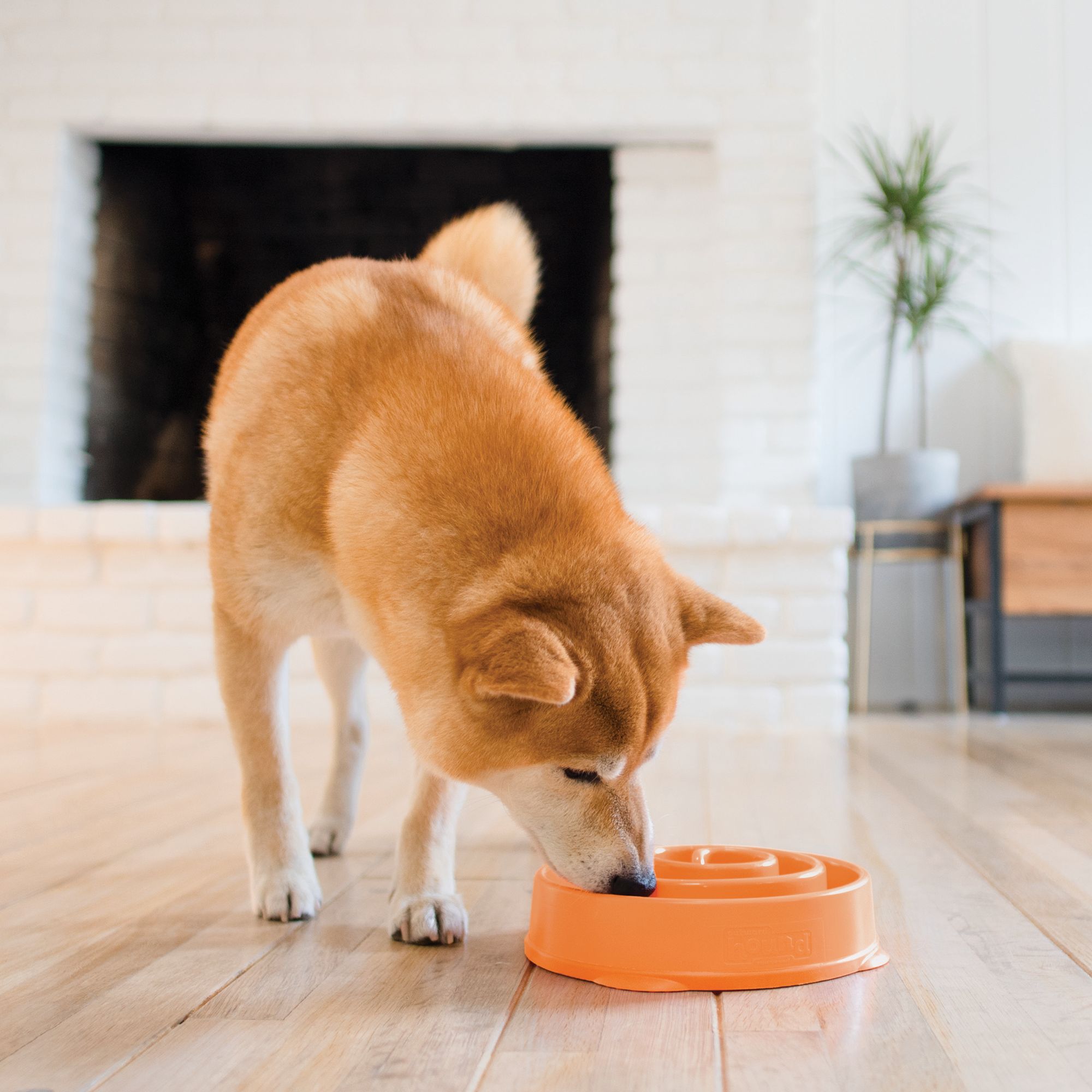 mini dog bowls