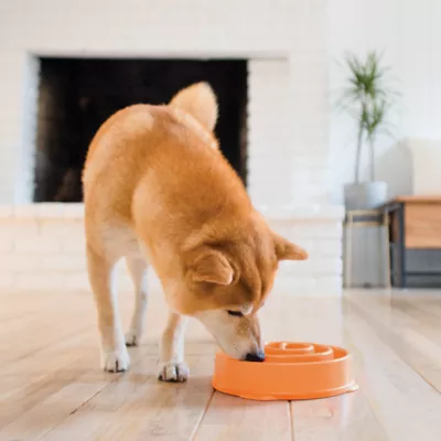 Product  Outward Hound Fun Slow Feeder Bowls