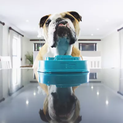 Outward Hound Fun Feeder Dog Bowl