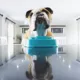 Product Outward Hound Fun Slow Feeder Bowls