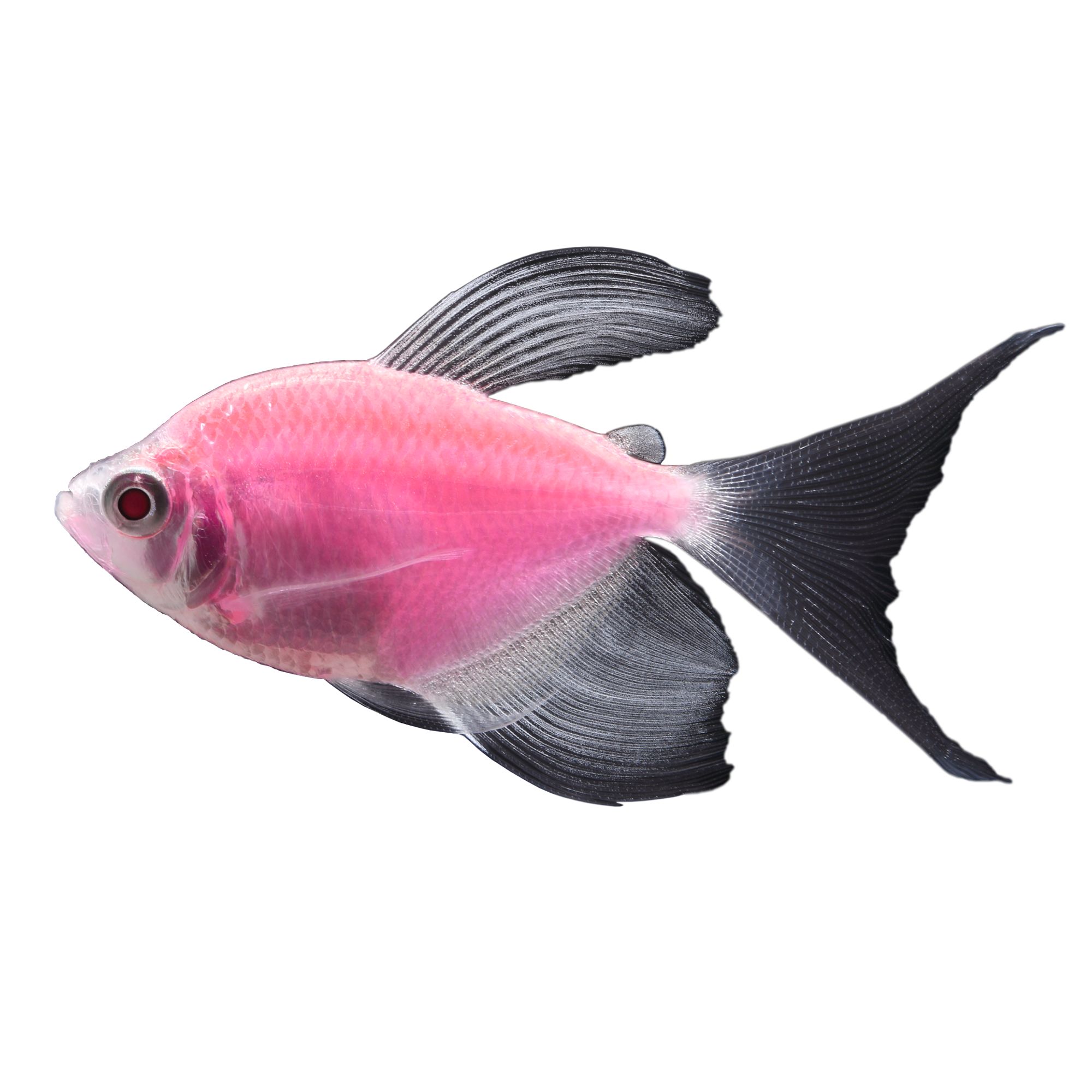 Neon tetra sale price petsmart