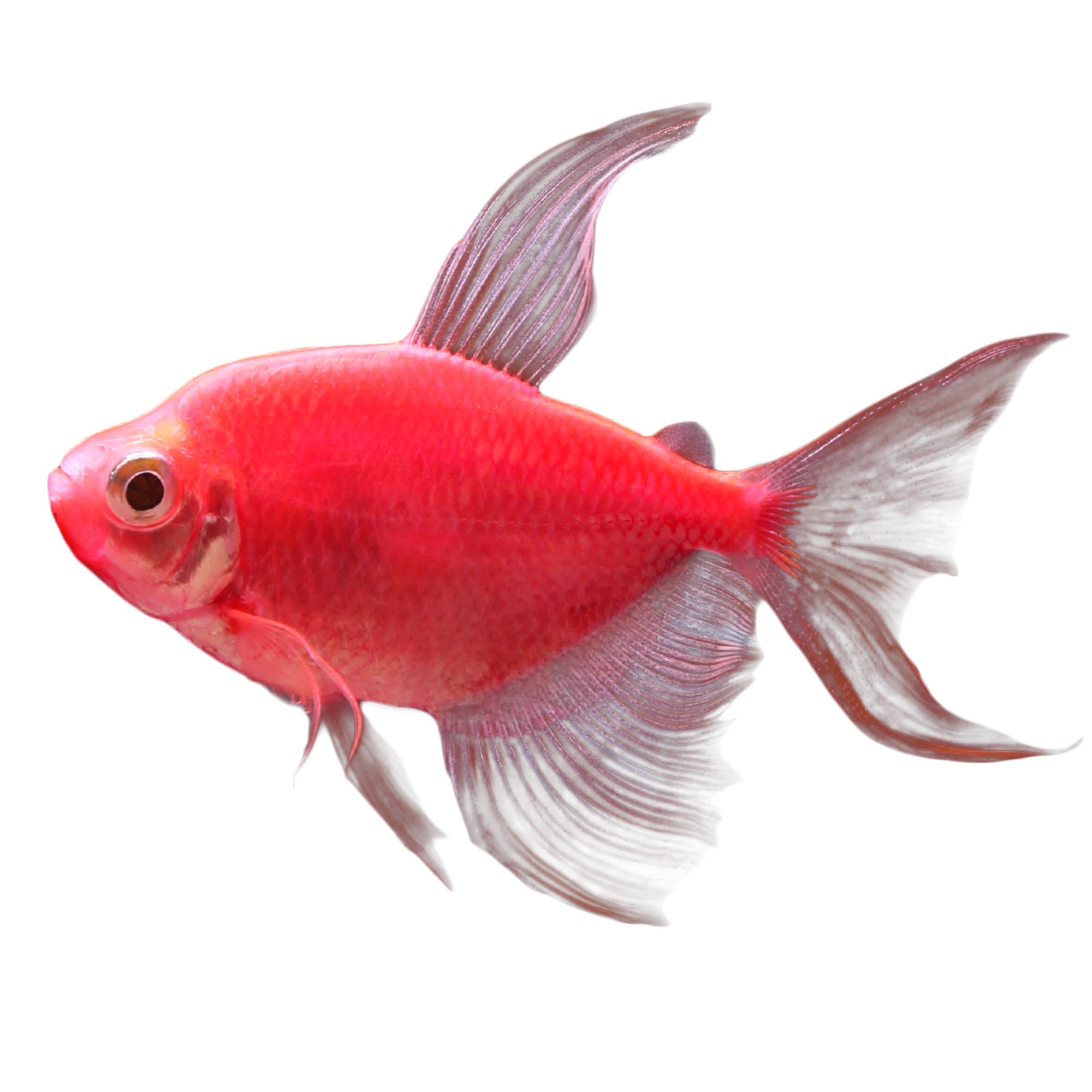 glofish long fin tetra care