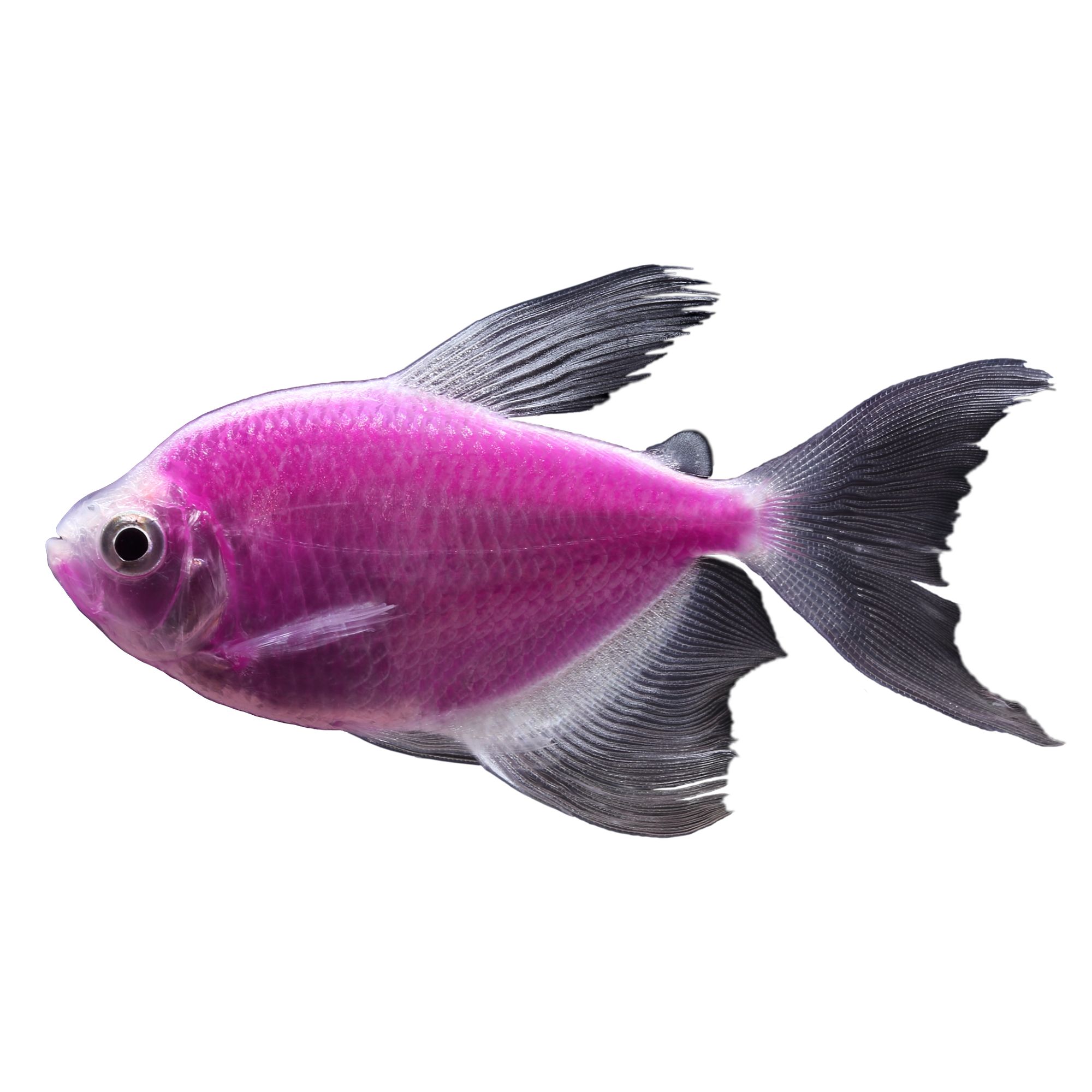 glofish petsmart canada