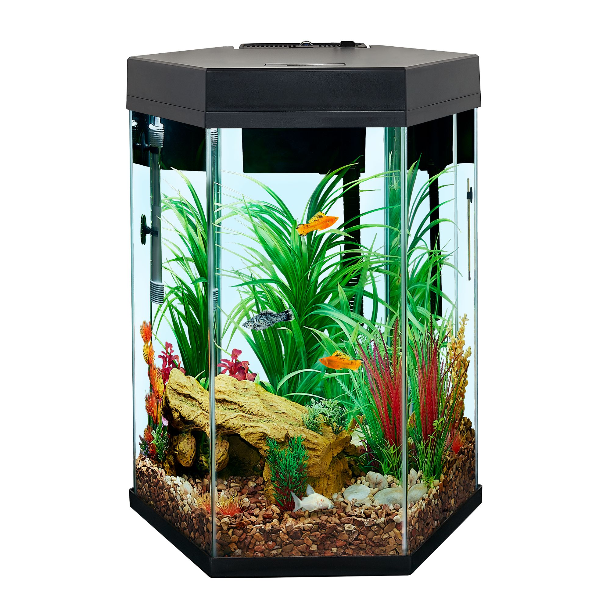 Top Fin® Captivate Starter Kit | fish 