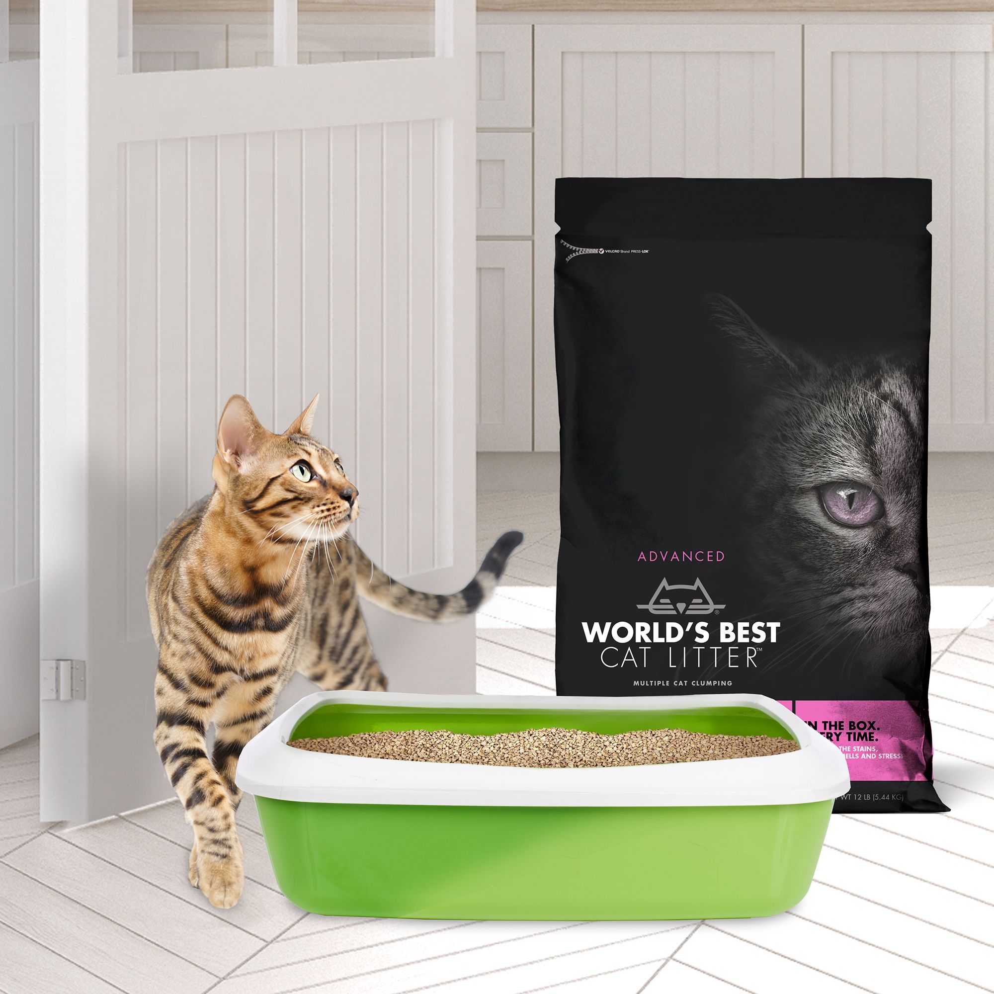 world's best cat litter petsmart