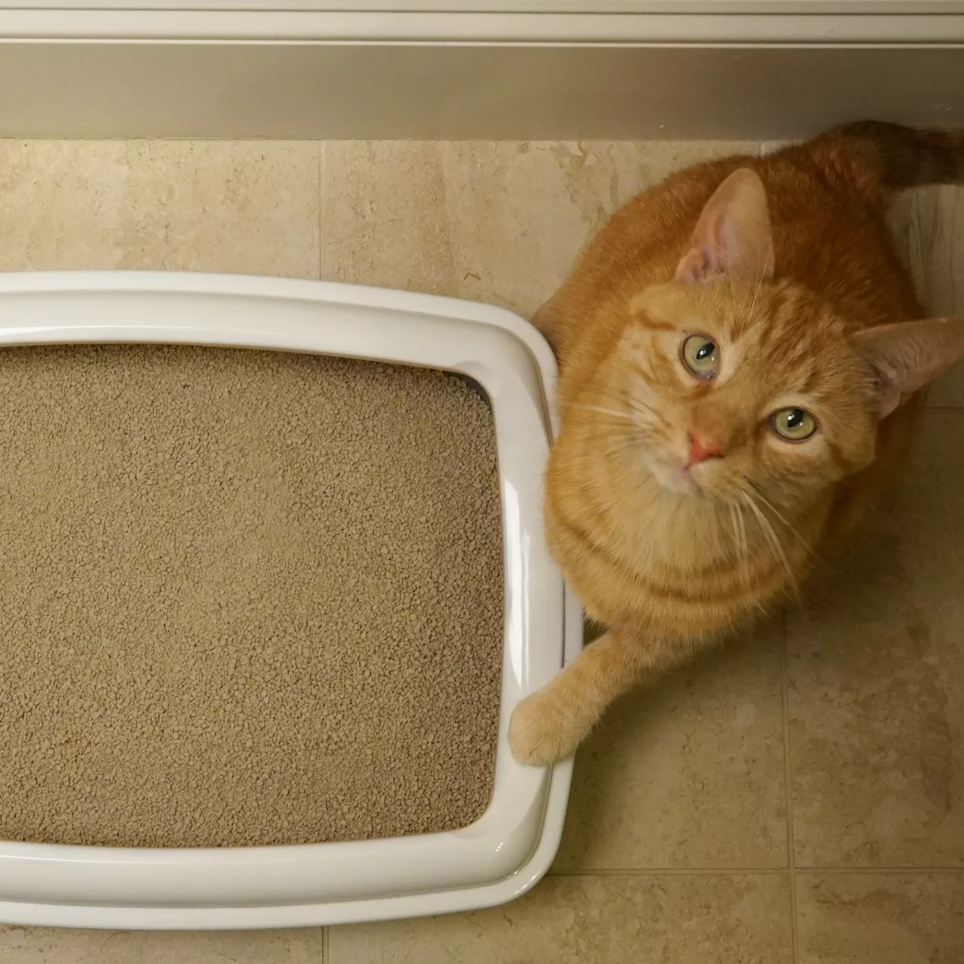 Litter for picky cats sale