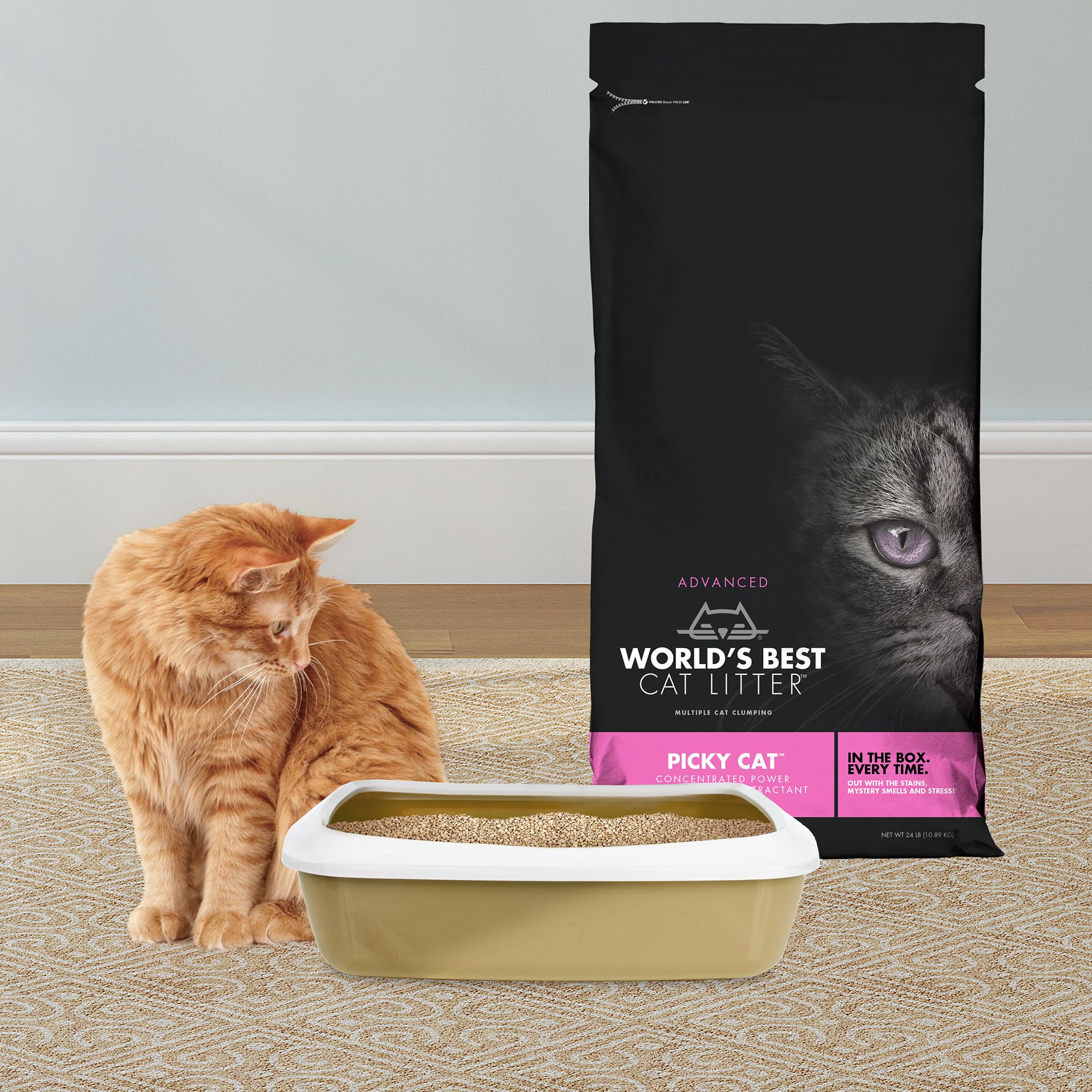 world's best cat litter petsmart