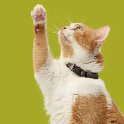 Product Rachael Ray Nutrish Dry Cat Food All Ages - Chicken, Brown Rice