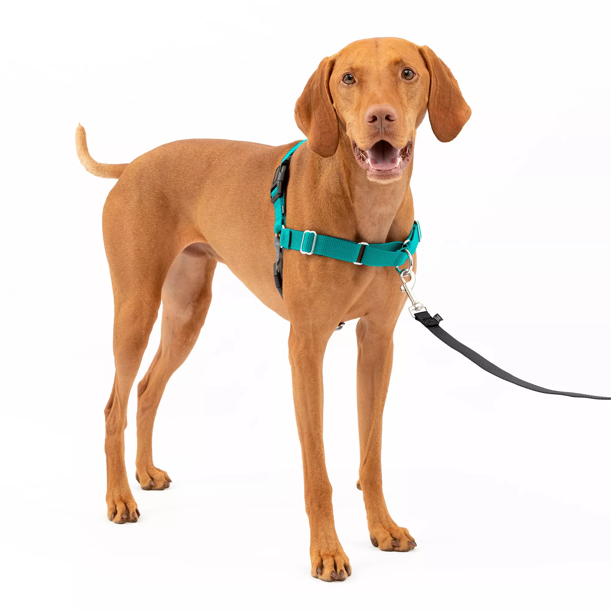 PetSafe® Easy Walk Dog Harness - No Pull Dog Harness -  Teal