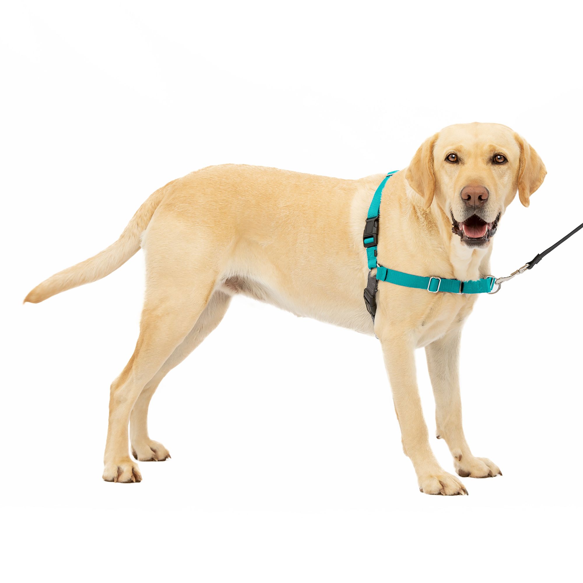 Easy sport 2024 dog harness