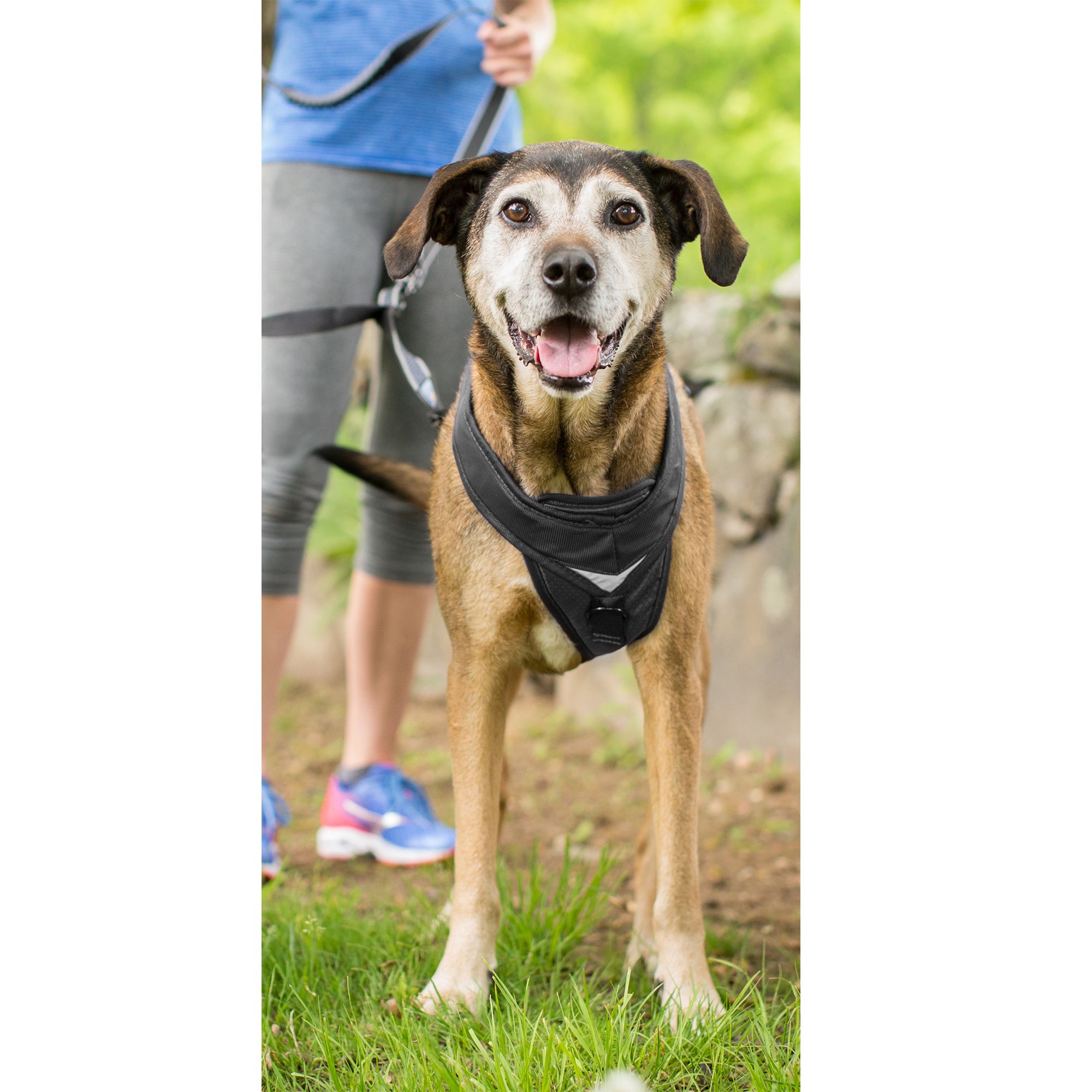 petsmart kurgo harness