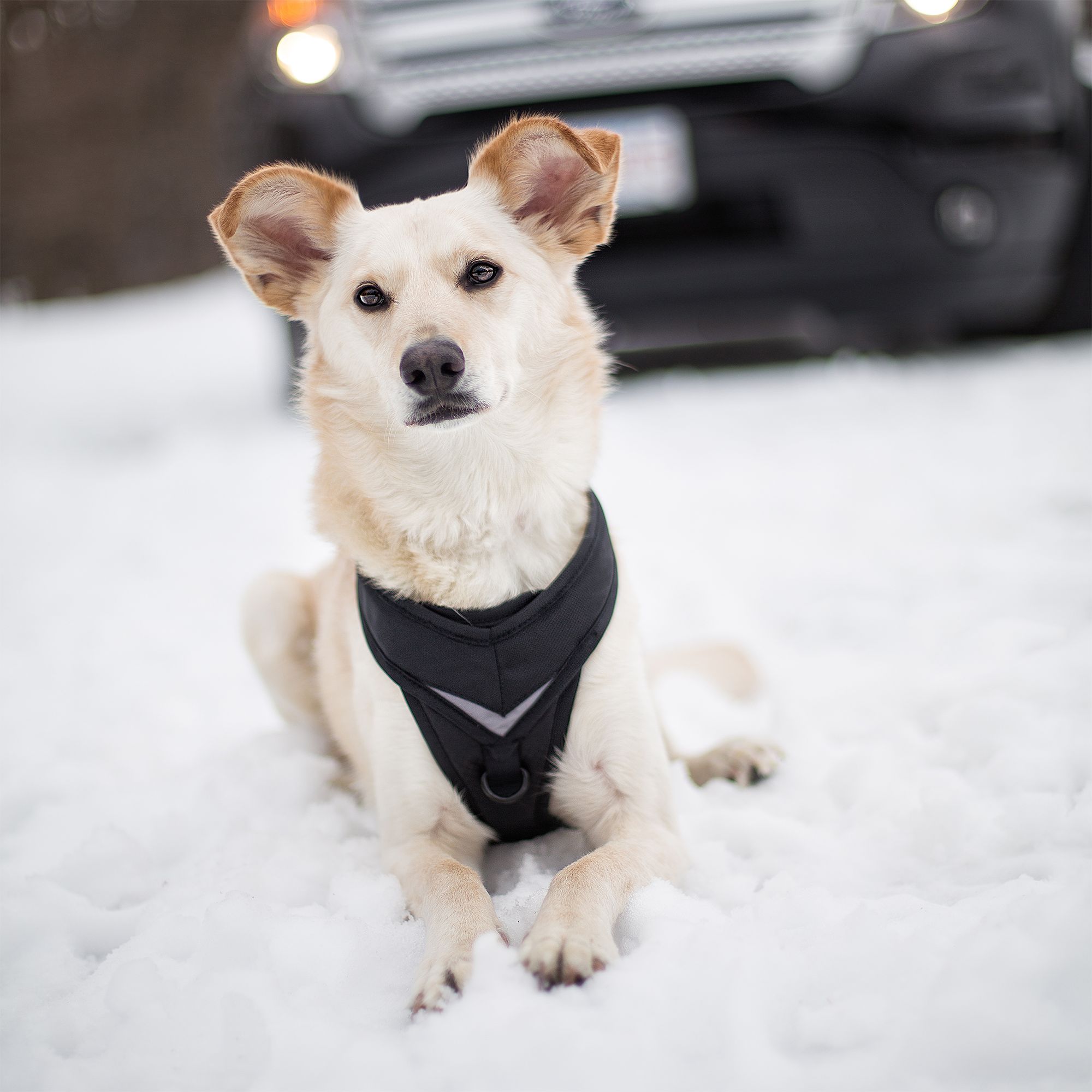 kurgo dog harness petsmart