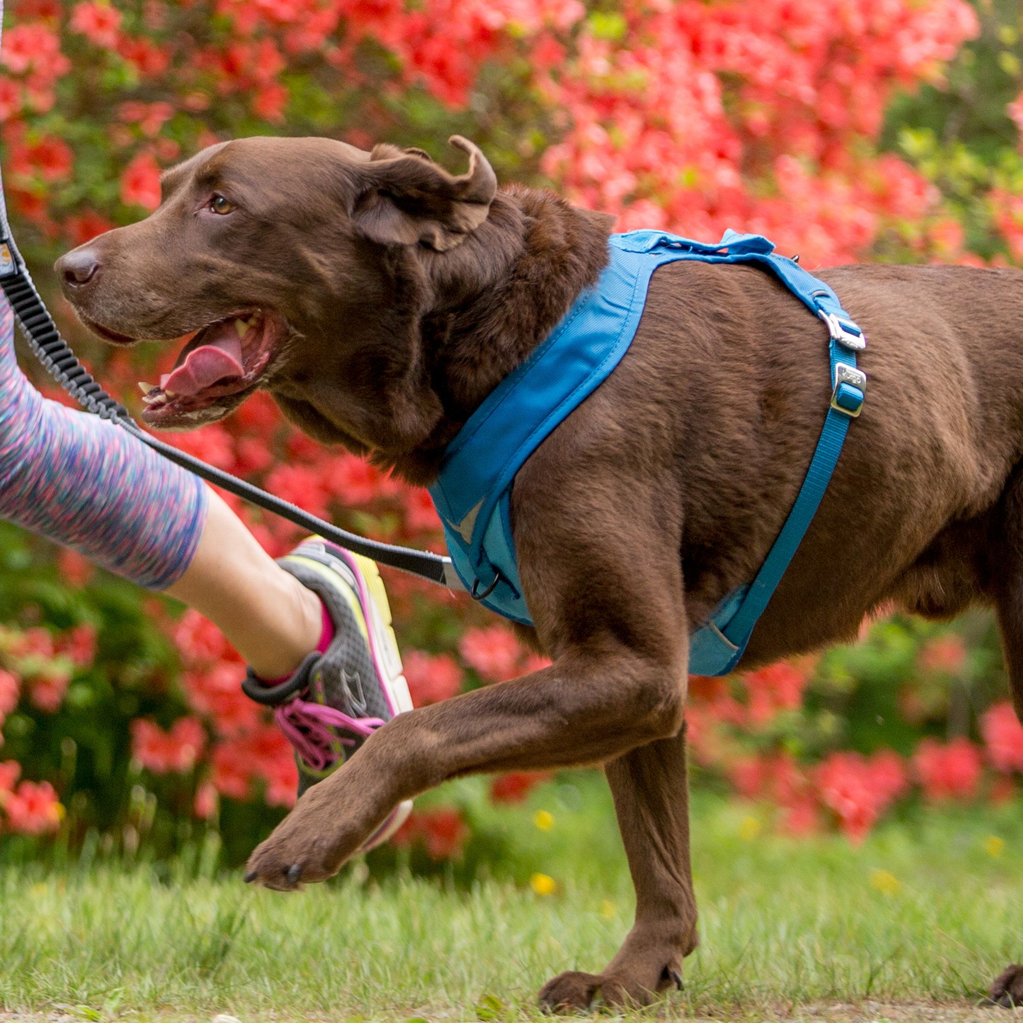 pup tech harness