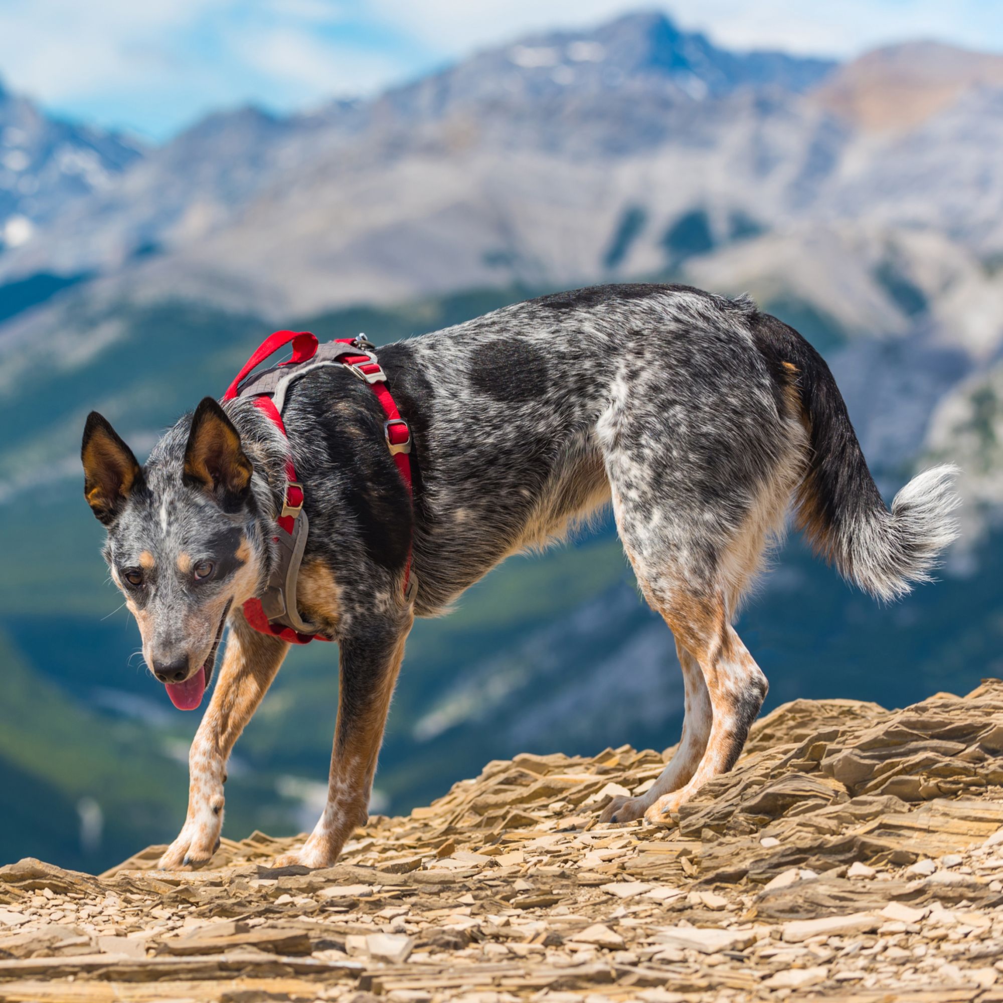 kurgo dog harness petsmart