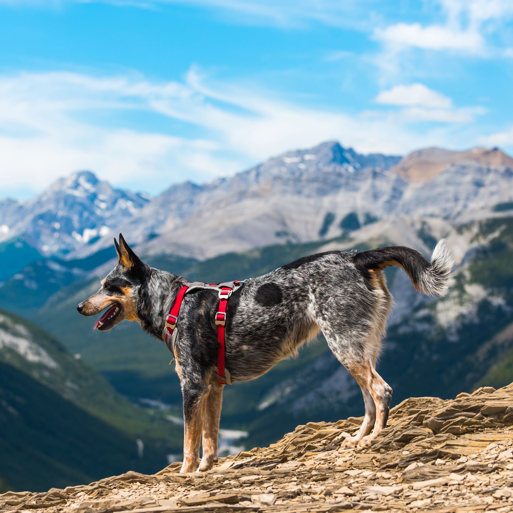 kurgo dog harness petsmart