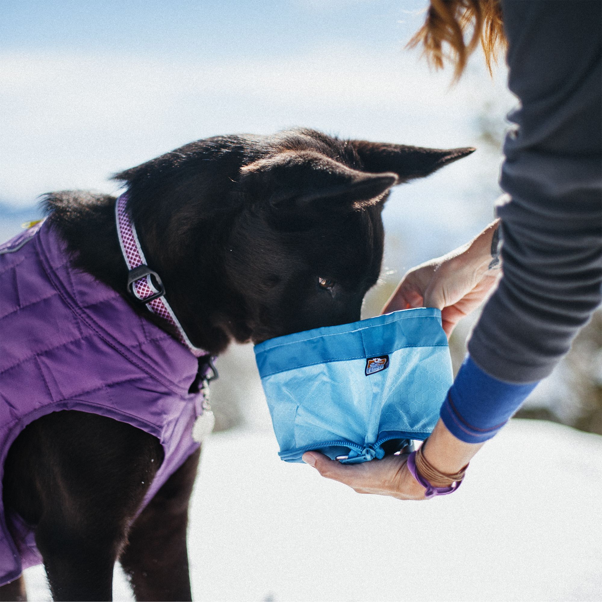 petsmart collapsible dog bowl