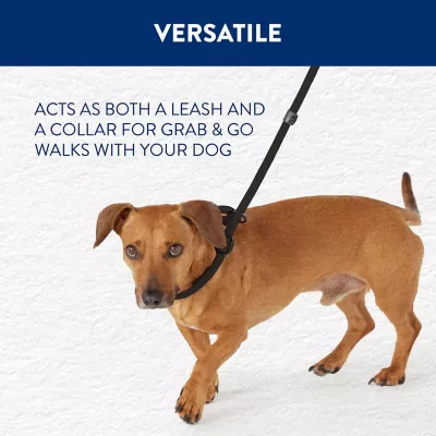 Petsmart chain leash best sale