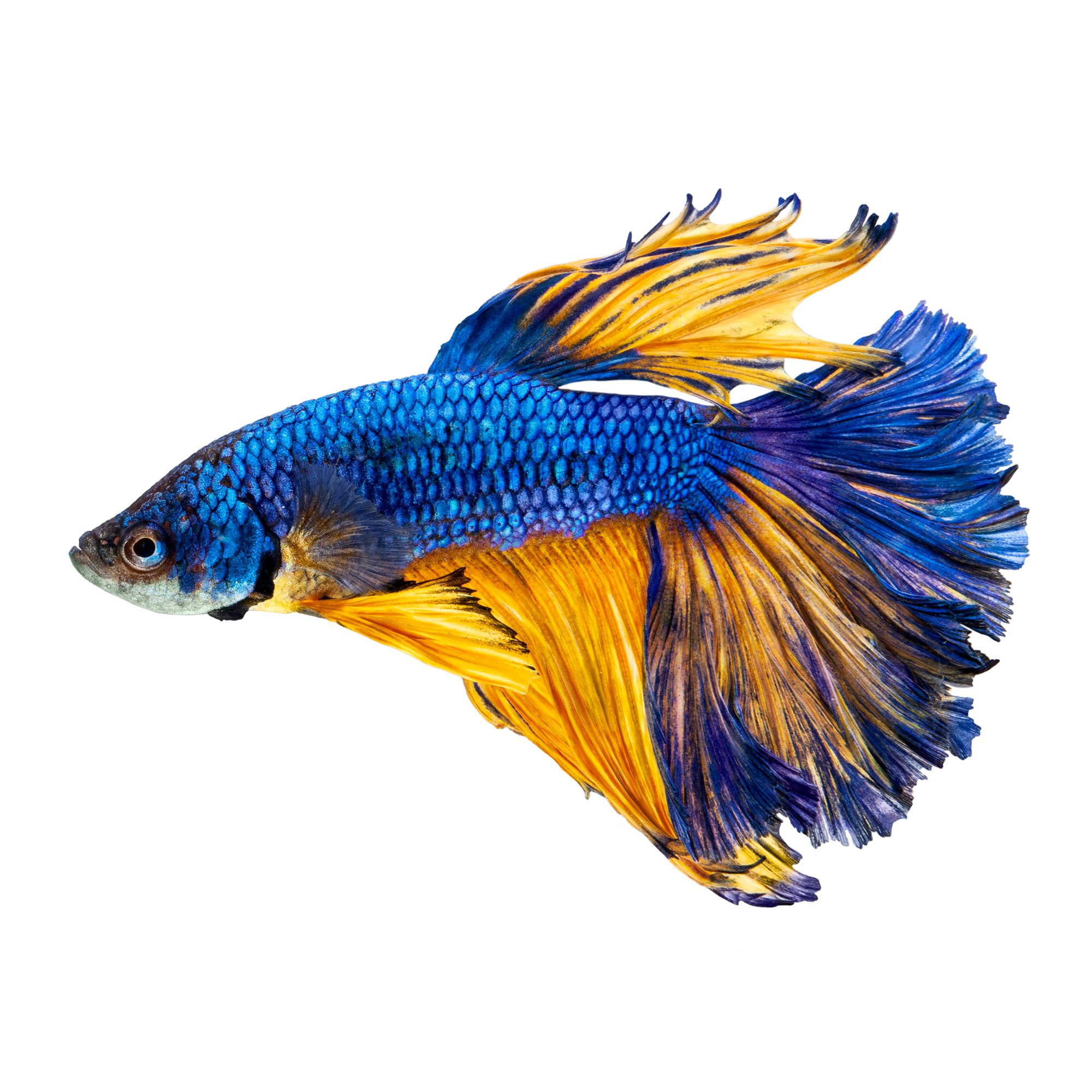 Blue Mustard Male Betta Fish fish Goldfish, Betta & More PetSmart