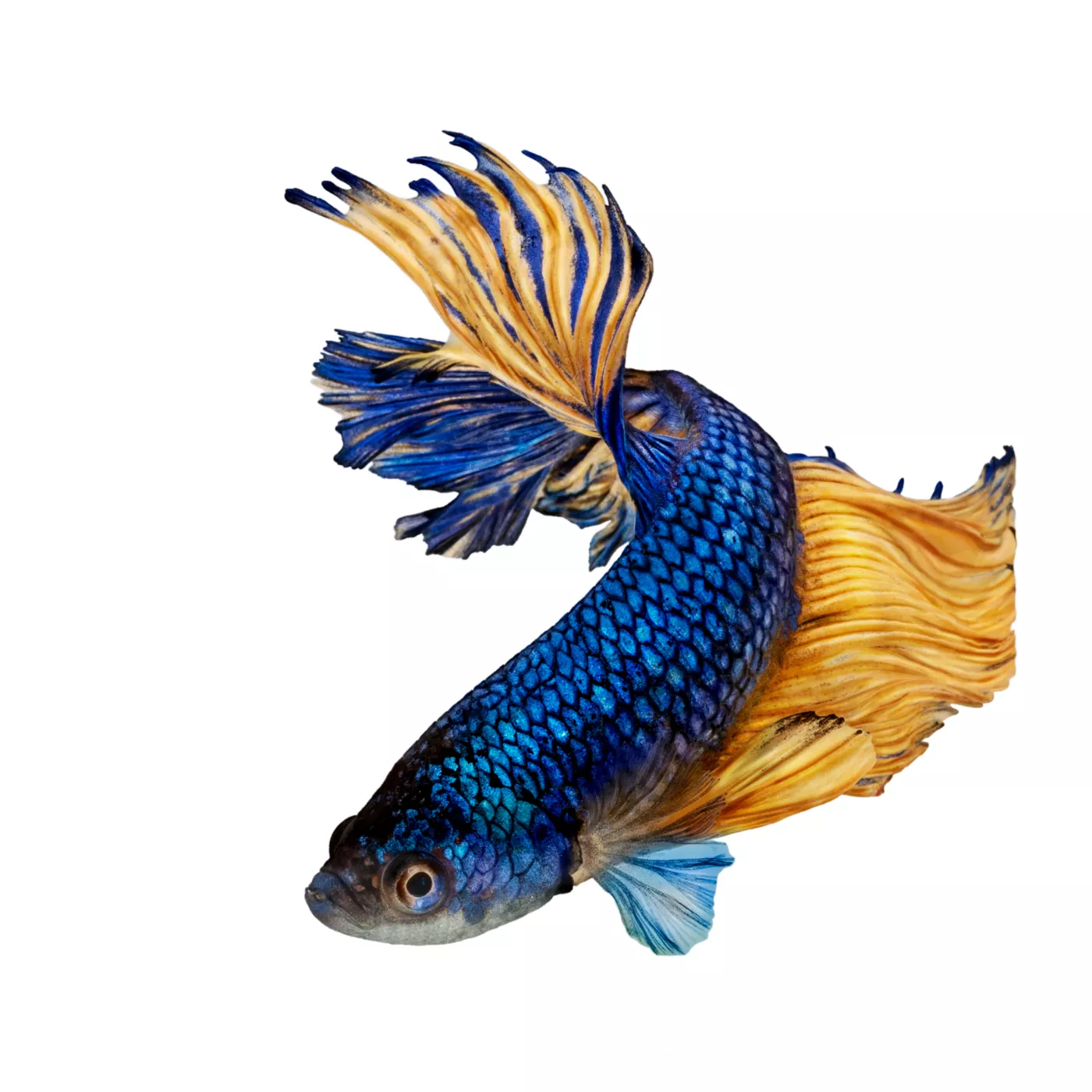 Active betta fish shop