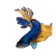 Product Blue Mustard Male Betta Fish