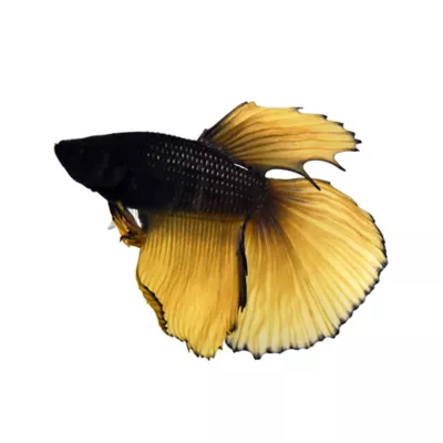 Product Black Mustard Male Betta Fish