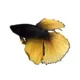 Product Black Mustard Male Betta Fish