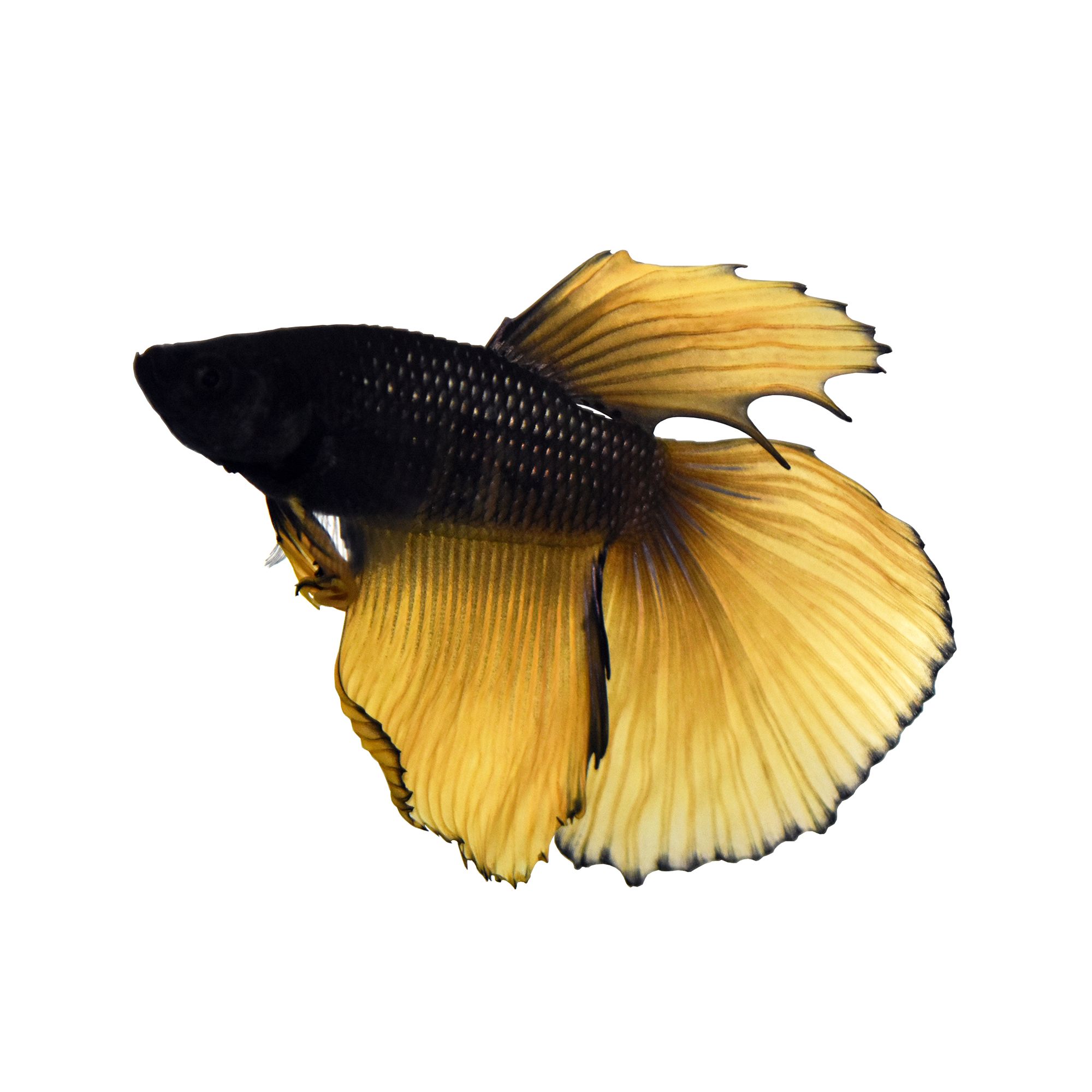 Black Mustard Male Betta Fish