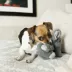 KONG® Kiddos Comfort™ Elephant Dog Toy - Plush, Squeaker image thumbnail 2
